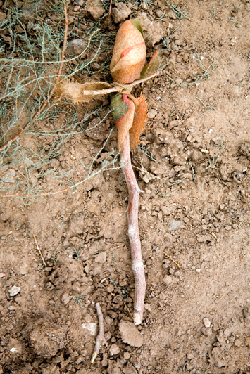 Single Twig Qorchaq, 2009